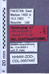 Etiketten zu Melanotus loebli (NHMW-ZOO-COL-0007440)